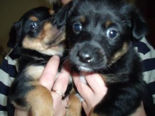 Hunde welpen