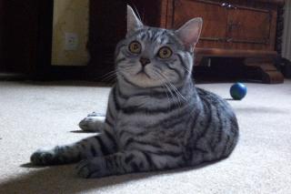 BKH Kater Silber Tabby
