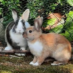 NICKI und STELLA würden wir gerne gemeinsam vermitteln Männlich und Weiblich 5 Monate Kastrie