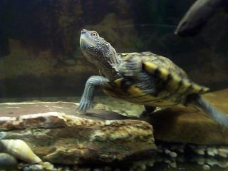 Wasserschildkröte Höcker