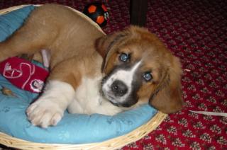 Suche Bernadiner Welpen
