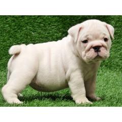Englische Bulldogge Welpen für gute Hause