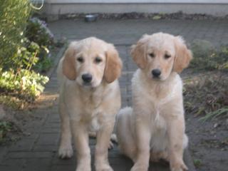 Golden Retriever Welpen