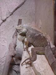 Grüner Leguan Männchen Kastriert abzugeben