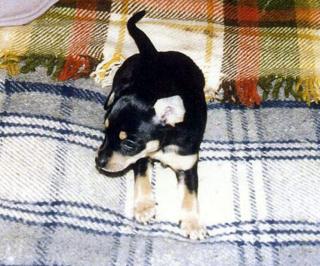 Toy-Terrier Mix-Welpen