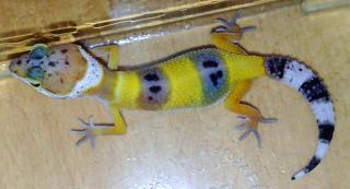 Leopardgeckos, Eublepharis macularius DNZ 2021, Hypo, High Yellow