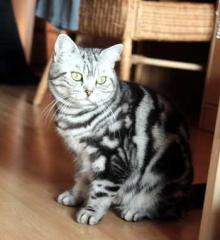 Reinrassige Silvertabbies BKH