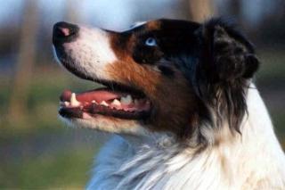 Australian Shepherd Deckrüde aus gesunden alten Linien