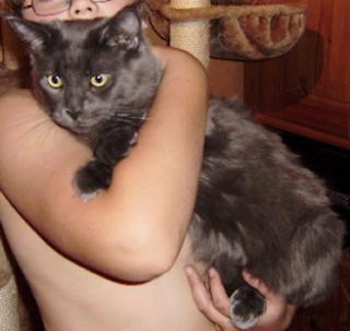 2 Jahre alter Maine Coon Kater grau nicht kastr. und nicht tätowiert