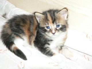 Allerliebste Maine Coon Babys Mitte Nov. 2021 abzugeben