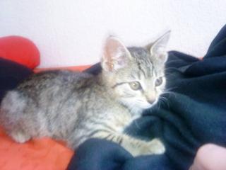 KATZENBABY 11 WOCHEN ALT, BENGAL - MAINE COON MIX ABZUGEBEN
