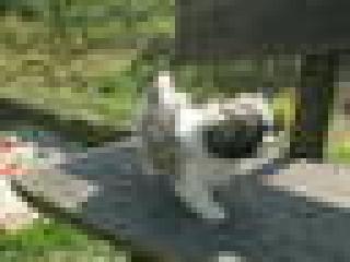 Pekinesen Welpen 9 Wochen