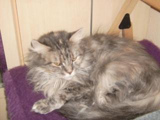 Maine Coon Dame 2, 5 Jahre blue-creme