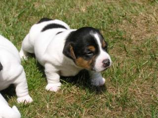 Jack russel welpen 8 wochen alt abzugeben