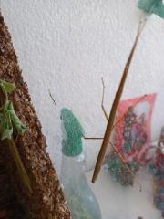 Stabschrecken Stabheuschrecken wandelnden Blatt Nymphen Baby