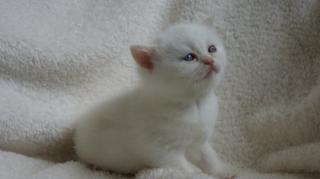 Wir haben Kitten