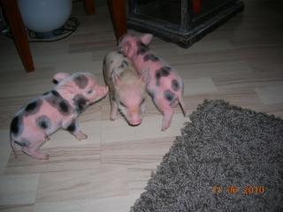 Microschweinchen