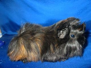2 Peruanermädels Langhaarmeerschweinchen
