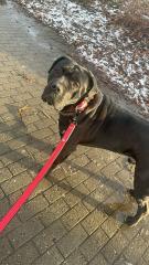 Cane Corso italiano sucht dringend neues Zuhause