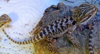 Junge Bartagamen Pogona Vitticeps
