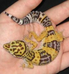 Leopardgeckos abzugeben, eigene Nachzucht 2021, verschiedene Farbformen