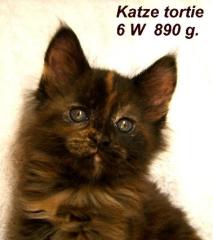 Kräftige Maine Coon Babys
