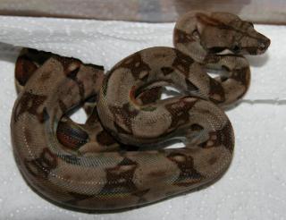 Boa constrictor imperator Ecuador