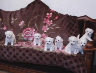 Bichon frise Welpen