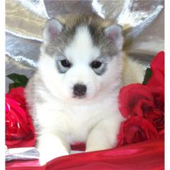 Reinrassigen Siberian Husky Welpen mit Stammbaum