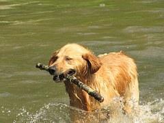 Hund anschaffen - aber richtig