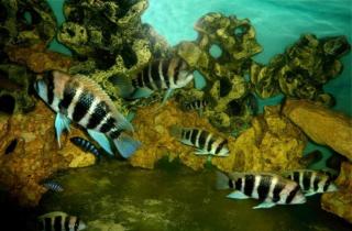 Cyphotilapia Spec. Karilani