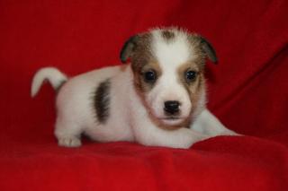 Jack Parson Russell Terrier Welpen