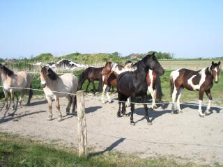 Kurpferde-Nordsee