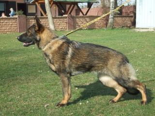 Deutscher Schäferhund - Hündin - 18 Monate alt