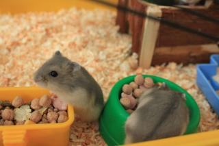 Hamster zu verkaufen