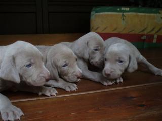 Weimaraner Welpen