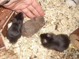 Teddyhamster Jungtiere abzugeben im Juli 09