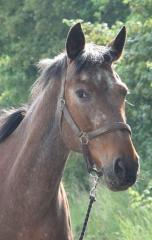 SUCHE Beistellpferd