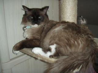 WURFANKÜNDIGUNG Ragdoll Mixkitten ab 25. April