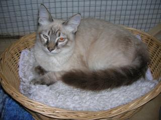 Phönix, Siam-Mix-Kater sucht sein Happy-End