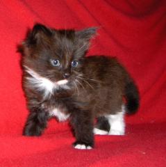 Maine Coon Kitten