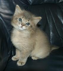 Somali-Kitten