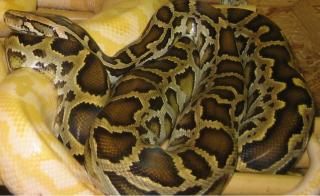 Tigerpython