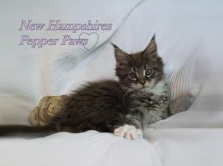 Maine Coon Schmusewuschels suchen ein Zuhause