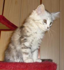 Wunderschöne Sehr typvolle Maine Coon Kitten