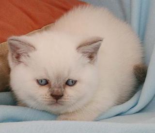 Suesse BKH Babys in Silver-Shaded, vom Kaiserberg suchen neue Eltern zum Kusc