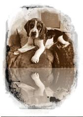 Hunde Welpe Sissi Beael