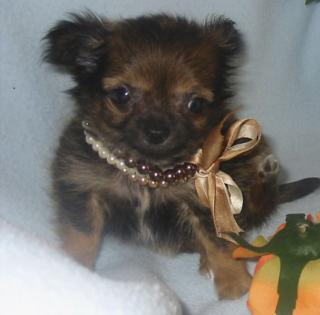 Chihuahua -Welpen aus seriöser, deutscher Zucht