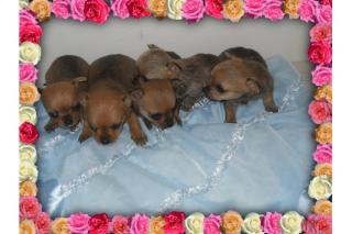 Süsse Chihuahua Welpen