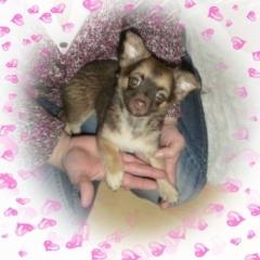 Süsse Chihuahua Hündin Schoko/Langhaar